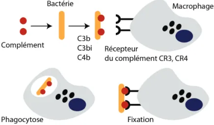 Figure 1.6. Opsonisation de la bactérie par les fragments du complément activé et reconnaissance à travers les  récepteurs CR3 et CR4 à la surface du macrophage induisant la phagocytose