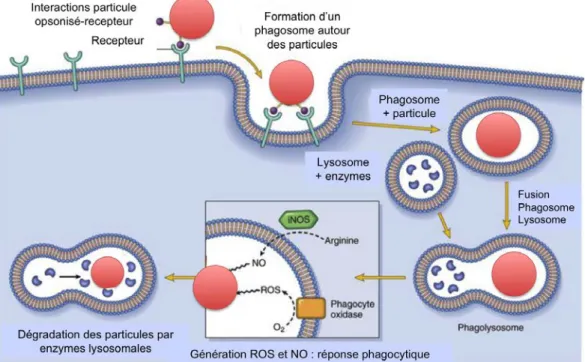 Figure 1.8. Représentation schématique du processus de phagocytose. Après reconnaissance de la particule, il  y a ingestion et création du phagosome, qui mature en phagolysosome pour la dégradation par des enzymes et  des espèces radicalaires (Robbins et a