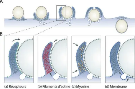 Figure 1.9. Représentation schématique du mécanisme de phagocytose selon le modèle dit de « Zipper »