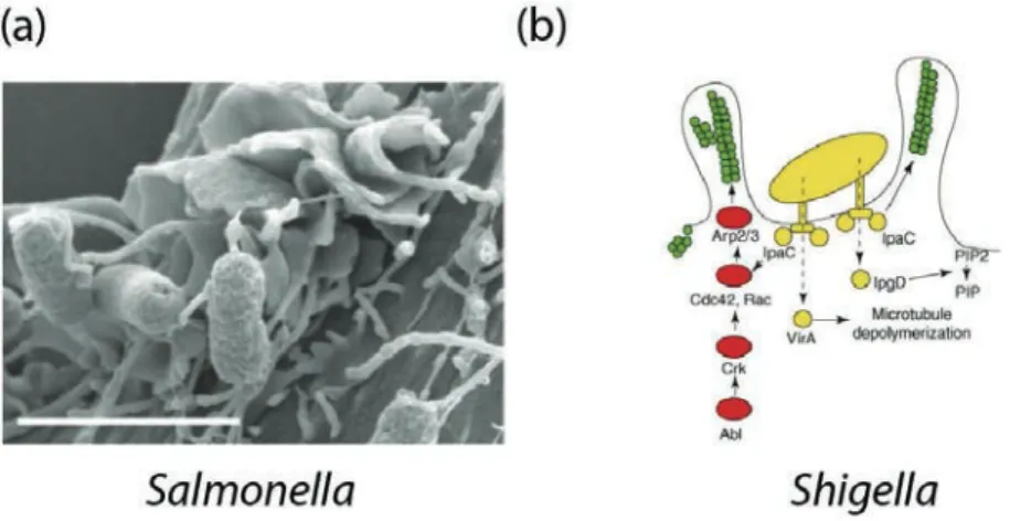 Figure 1.10. Mécanisme de phagocytose selon le modèle « Trigger ». (a) Image en microscopie électronique  à balayage du réarrangement de la surface cellulaire induite par la bactérie Salmonella, échelle : 2&#34;m  (Rosselin et al., 2011)