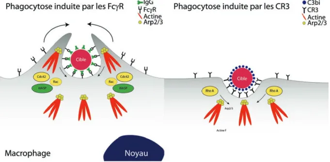 Figure 1.12. Modèles de signalisation pendant la phagocytose induite par les récepteurs Fc!R et les récepteurs  du complément CR3