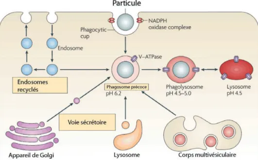 Figure 1.13. La membrane du phagosome contient des protéines provenant du réticulum endoplasmique, des  endosomes et des lysosomes avec lesquels le phagosome fusionne
