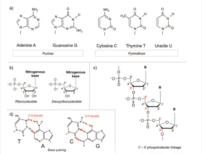 Figure I-2 : a) Structures 2D des bases puriques et pyrimidiques ; b) Structure 2D d’un  ribonucléotide et d’un désoxyribonucléotide ; c) Chaîne de désoxyribonucléotides liés au  niveau des carbones 3’ et 5’ par des liaisons phosphodiester ; d) Appariement