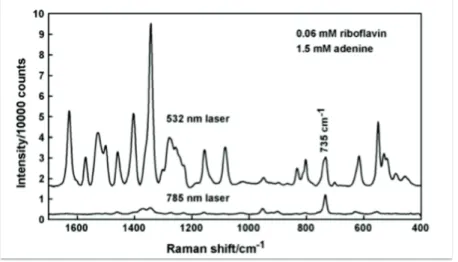 Figure I – 13 : Spectres SERS d’un mélange d’adénine et de riboflavine, acquis avec une  longueur d’onde d’excitation de 785 et 532 nm (Smith-Palmer, Douglas et al