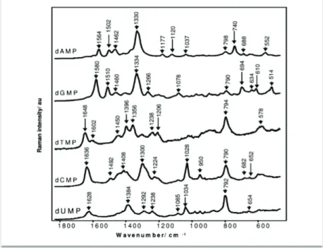 Figure I  -  17 : Spectres SERS des mononucléotides dAMP, dGMP, dTMP, dCMP et  dUMP (extrait de Bell et al., 2006)