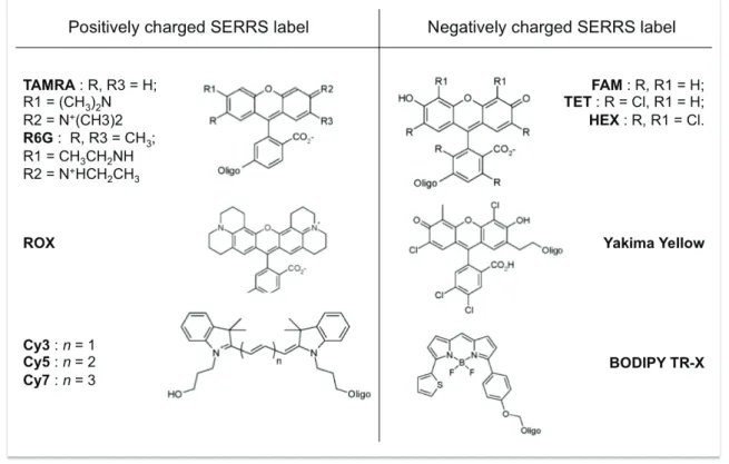 Figure I – 20 : Structures 2D de marqueurs SERRS pour la détection d’ADN. Des  marqueurs positivement et négativement chargés peuvent être utilisés (modifié d’après  Graham et Faulds 2008)