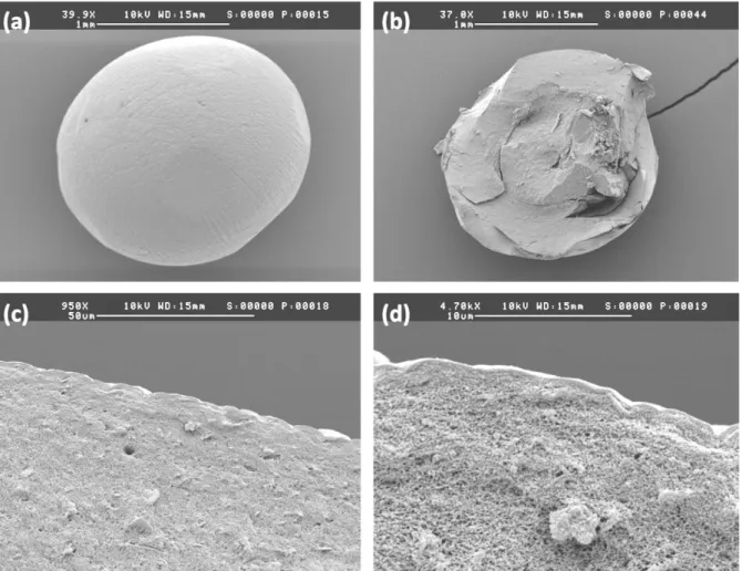 Figure II-12 : Clichés de MEB d’une bille CS 5-5-10 sans couronne d’alginate (a) entière, (b) coupée  en deux, (c) et (d) zoom ; grossies respectivement (a) et(b) 40, (c) 950 et (d) 4700 fois