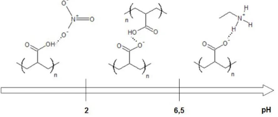 Fig. II.23 : Liaisons hydrogène les plus favorables en fonction du pH.
