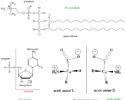 figure  20 :  Exemples  de  molécules  carbonées  du  vivant.  Phospholipide,  nucléotide  et  acide  aminé  présentant un carbone asymétrique (molécule chirale)