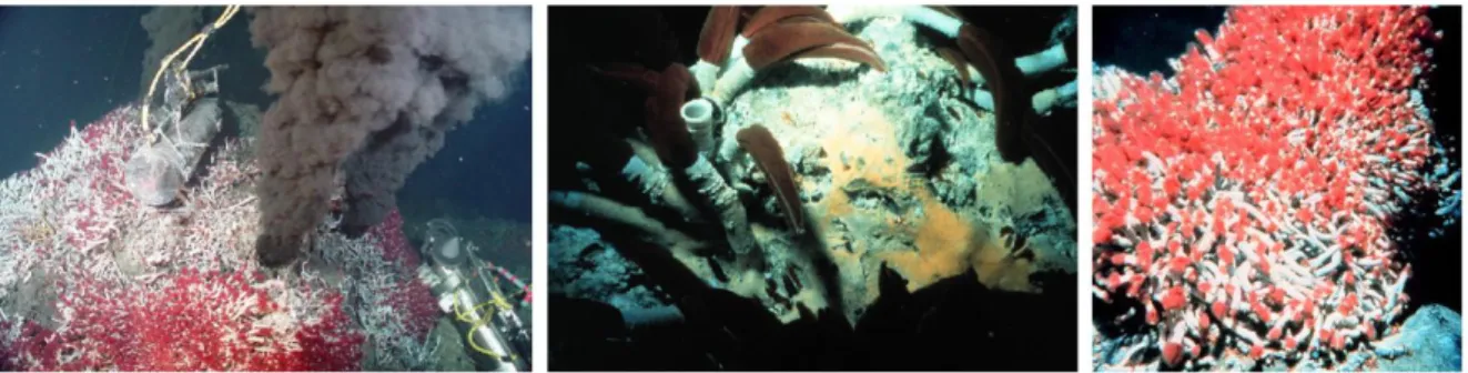 figure  30 :  Fumeurs  noirs  (gauche)  et  vers  tubicoles  coloniaux.  Les  fumeurs  noirs,  proches  des  dorsales océaniques, abritent des écosystèmes développés