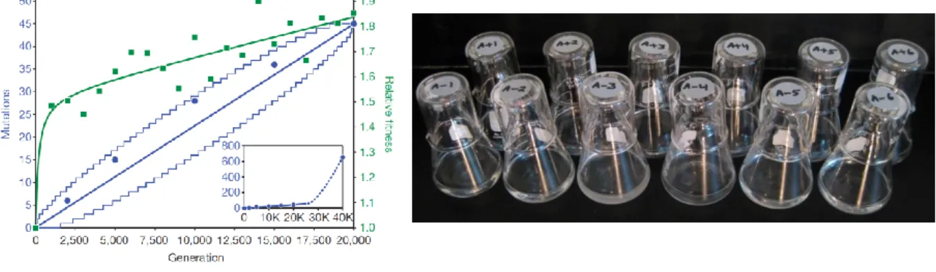Figure I-8 : « E. coli long-term evolution experiment » (LTEE) : Quelques résultats sont représentés sur le graphe de gauche