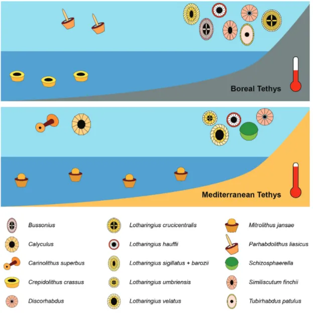 Figure 2 - Schematic sketch of ecological and geographic preferences of Toarcian coccoliths in warmer and colder  western Tethys waters, in accordingly predominant carbonate and clay sedimentation settings