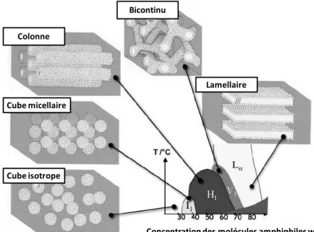 Figure  ‎ I-8- Schéma de diagramme de phases pour un système lyotrope 