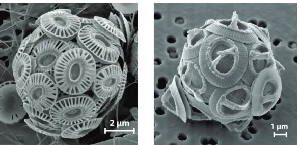 Figure 1-2. Photographies au microscope électronique à balayage (MEB) des coccolithophoridés  Emiliania huxleyi (à gauche; photographie de J