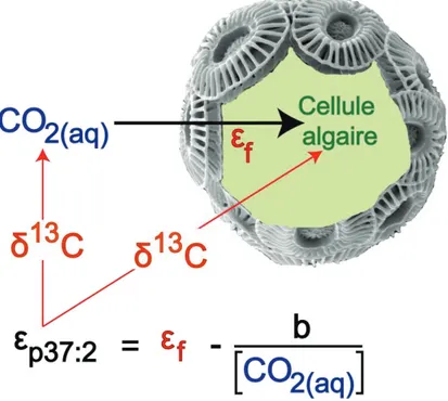 Figure 1-5. Schématisation du fractionnement isotopique en carbone (ε p37 :2 ) se produisant entre le  CO 2  ambiant (CO 2(aq) ) et la cellule algaire lors de la phostosynthèse