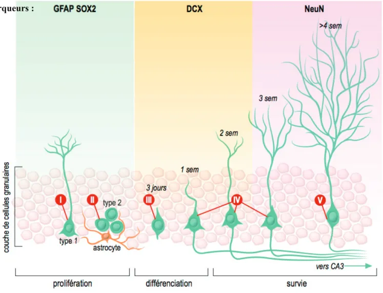 Figure 1 : Schéma représentant la maturation des neurones granulaires   au niveau du gyrus denté de l’hippocampe 