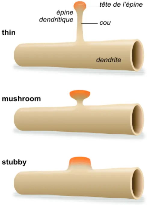 Figure 2 : Les changements morphologiques observés lors de la maturation d’une épine dendritique
