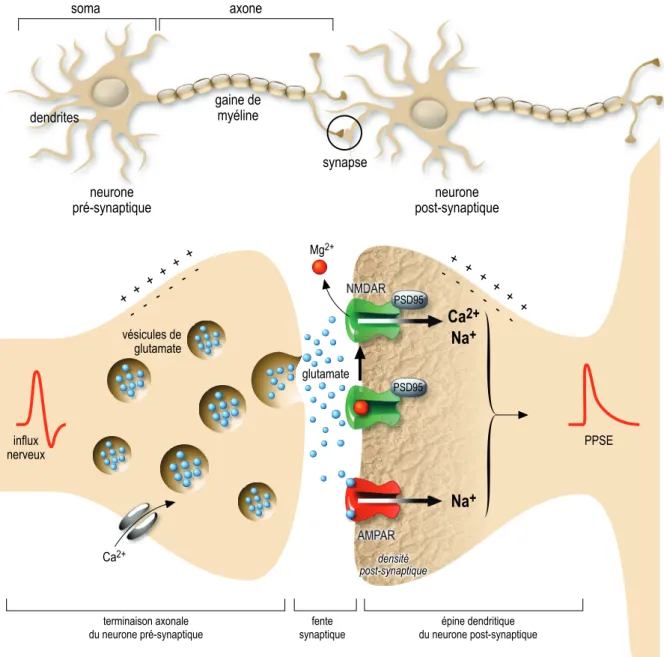 Figure 4 : Schéma d’une synapse chimique glutamatergique entre deux neurones