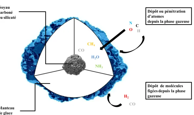 Figure I.3 Coupe schématique d'un grain de glace 