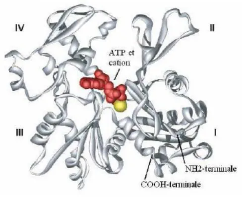 Figure  1  :  Représentation  schématique  de  la  s t u tu e  istallog aphi ue  d’u   o o e  d’a ti e