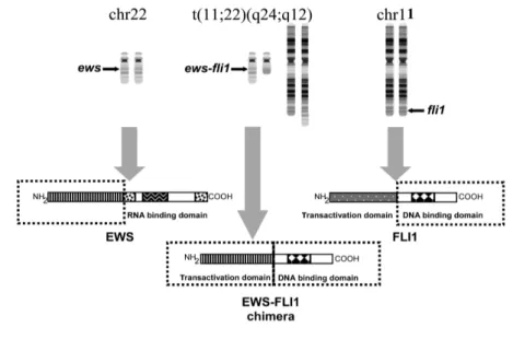 Figure  5  :  Représentation  schématique  de  l'obtention  de  la  protéine  de  fusion  EWS-FLI1  par  translocation  chromosomale  Figu e d’ap s  [87])