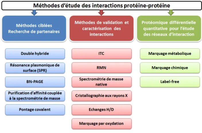 Figure 7 : Schéma récapitulant les différentes méthodes d'étude d'interactions protéine-protéine qui seront  abordées dans ce chapitre