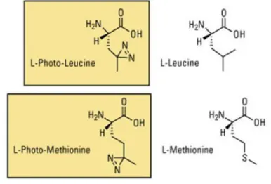 Figure  16  :  Structure  chimique  des  acides  aminés  photoactivables  leucine  et  méthionine  et  de  leurs  équivalents naturels
