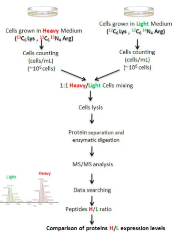 Figure 23 : Exemple de protocole pouvant être utilisé pour réaliser la quantification relative de protéines par  la technique SILAC