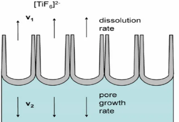 Fig. 1- 18  : Situation d’agrandissement de l’état stable caractérisé par des vitesses égales de dissolution  et de formation de TiO 2  [71]