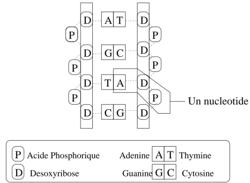 Fig. 1.2  Struture de l'ADN