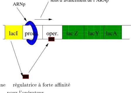 Fig. 1.4  Inhibition de l'expression des gènes de struture de l'opéron latose. L'ARNp peut