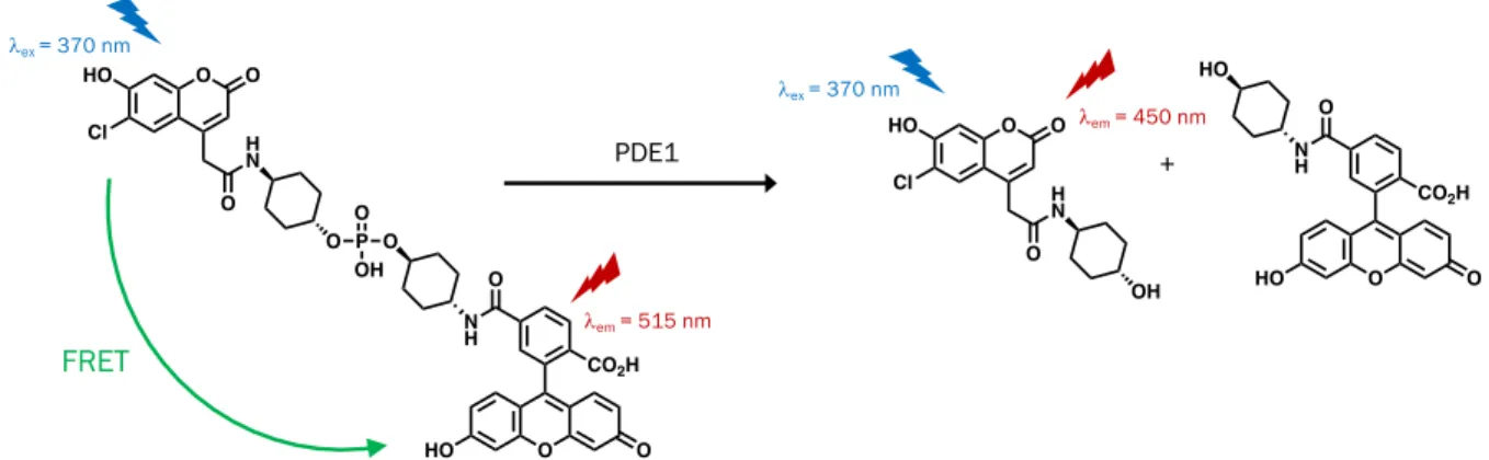 Figure 18. Sonde ratiométrique développée par le groupe de T. Nagano permettant la détection d'une activité PDE1 51 