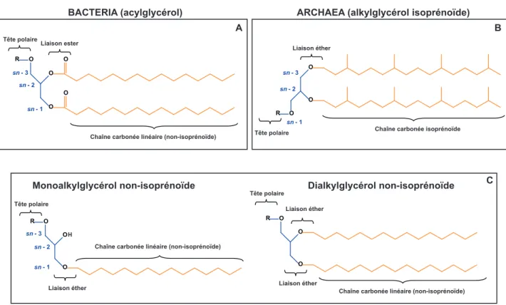 Figure 1 :  Structures chimiques de glycérophospholipides communément retrouvés chez les Bacteria (A) et chez les  Archaea (B), et structure d'un monoéther et d'un diéther de glycérol non-isoprénoïdes retrouvés chez certaines Bacteria  (C)