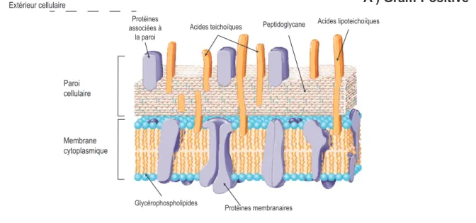Figure 1.3 :  6FKpPDPRGL¿pG¶DSUqVMadigan et al., 2015) de la structure de la paroi et membrane(s) chez les bactéries  Gram-Positives (A) et Gram-Négatives (B).