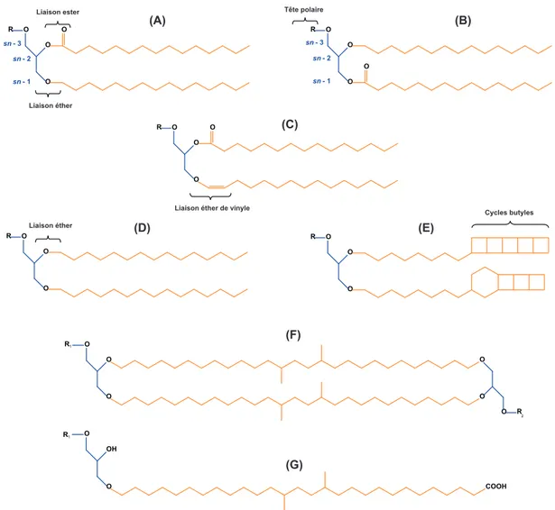 Figure  1.7  :   Structures  chimiques  des  glycérophospholipides  de  type  alkylglycérol  non-isoprénoïdes  retrouvés  chez  certaines bactéries