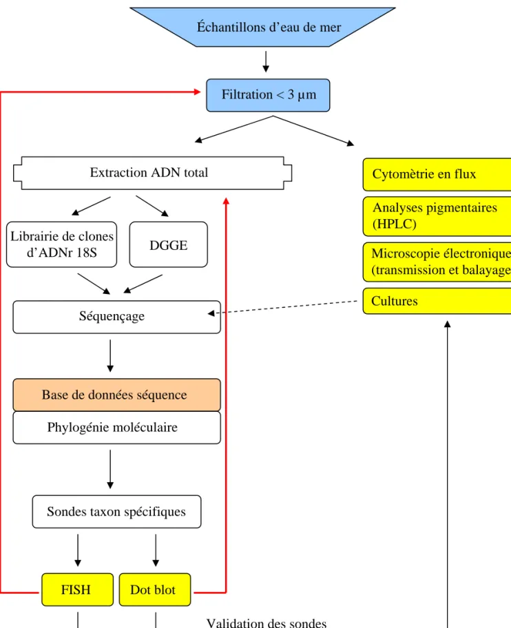 Figure I-3: Méthodologie de l’étude de la diversité du picoplancton à partir d’échantillons  prélevés dans l’environnement