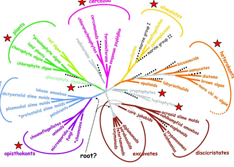 Figure I-5: Arbre phylogénétique consensus des eucaryotes, construit à partir de données  moléculaires et ultrastructurales