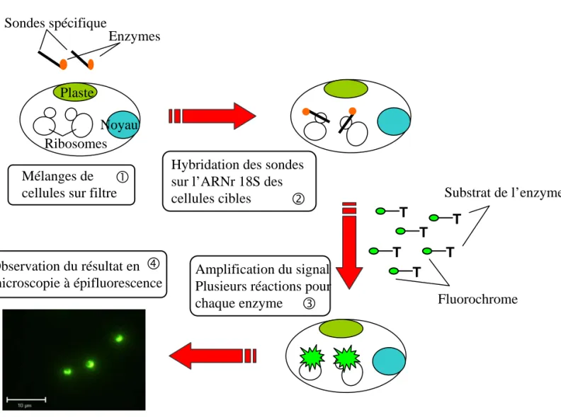 Figure I-7: Illustration des différentes étapes de l’hybridation in situ fluorescente couplée au  système TSA d’amplification du signal par réaction enzymatique faisant intervenir l’enzyme  HRP (Horse Radish Peroxidase) et son substrat, la tyramide.