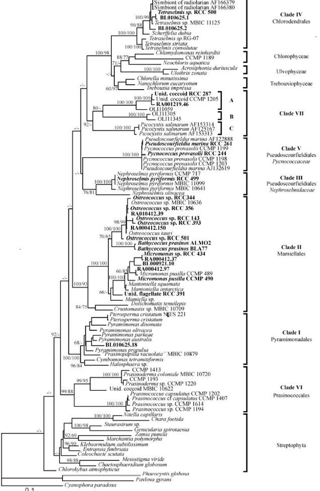Figure I-8: Arbre phylogénétique des Prasinophyceae fondé sur l’analyse des séquences de l’ADNr  18S