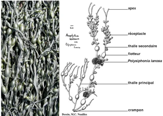 Figure 2 : Photo de frondes d'Ascophyllum nodosum formant une canopée à l'émersion et  dessin  légendé  d’une  fronde  en  période  de  reproduction  (réceptacles  présents)  et  portant  l’algue  épiphyte  obligatoire  Polysiphonia  lanosa  (D’après  M  C