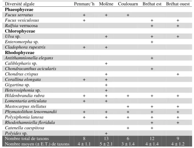 Tableau II.1.  :  Présence  (‘+’),  nombre  total  et  nombre  moyen  (±  écart-type)  des  taxons  de  la  macrofaune observée aux cinq sites d’étude le long des côtes de Bretagne