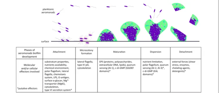 FIGURE 1 | Effectors involved in different phases of biofilm development in aeromonads