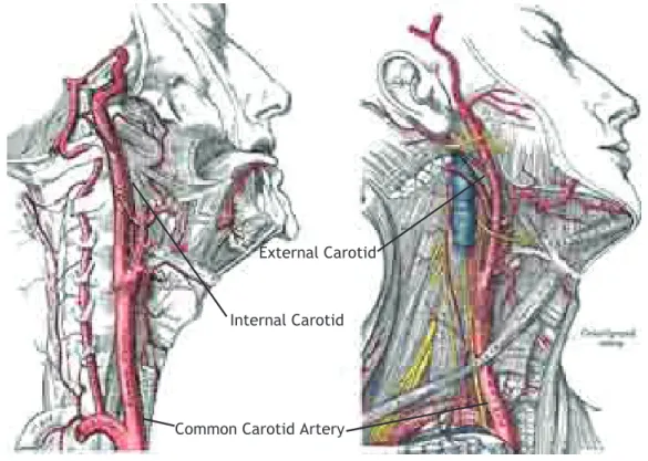 Figure 1.8: Superﬁcial dissection of the right side of the neck: the Common, the External and the Internal Carotid Arteries [61].
