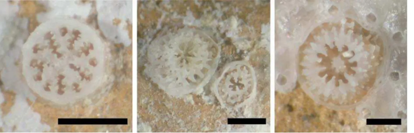 Figure 7 : photographies de recrues des  familles Poritidae (à gauche), Acroporidae (au centre) et Pocilloporidae (à  droite)