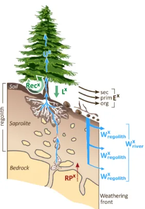 Figure 5. Comparison of the relative weathering flux derived from Mg isotopes (w Mg isotope , Table S4b), dissolved river loads (w riverMg ,  Ta-ble S4b), and net solubilisation fluxes (w Mg regolith , Table S4b) for the individual Providence Creek sub-cat