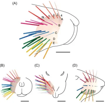 Fig. 1. 3D reconstruction of the 24 right macrovibrissae of a 300 g Wistar rat. Only the ﬁrst 7 mm of each whisker are shown