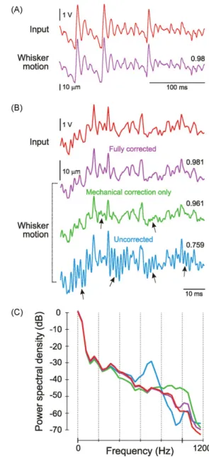 Fig. 10. Forward correlation analysis with sparse noise. (A) The 24 whiskers were independently stimulated (10 ms ramp, 10 ms plateau, 10 ms backward ramp) at 20 Hz in a random sequence of rostro-caudal (RC) and caudo-rostral (CR)  deﬂec-tions repeated 120