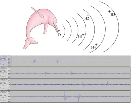 Figure 1.9 – La position du dauphin rose d’Amazonie déterminée par les temps d’arrivée d’un