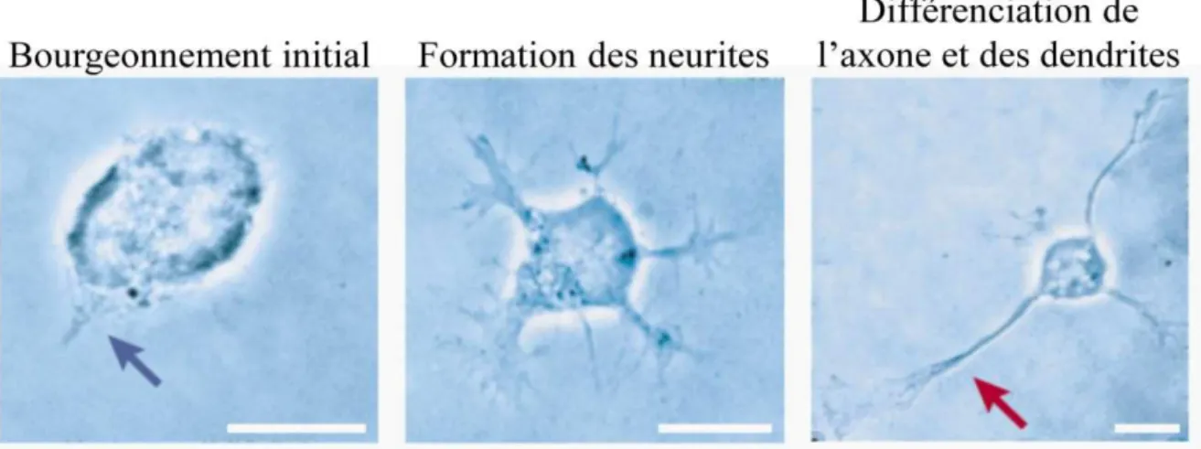 Figure 1 : Initiation de la morphogenèse des neurones. 