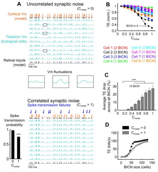 Figure   VII-5:   Cortical   feedback   synaptic   noise   decorrelation   boosted   the  retinocortical signal transfer in BICN